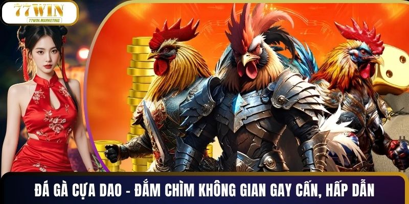 Đá Gà Cựa Dao - Đắm Chìm Không Gian Gay Cấn, Hấp Dẫn