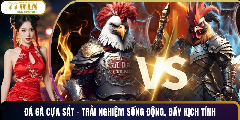 Đá Gà Cựa Sắt - Trải Nghiệm Sống Động, Đầy Kịch Tính