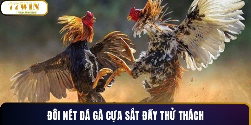 Đôi nét đá gà cựa sắt đầy thử thách